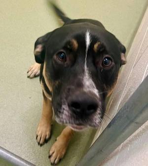 Tank, German Shepherd Dog, young, available for adoption