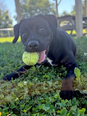 Asia, Mixed Breed, young, available for adoption