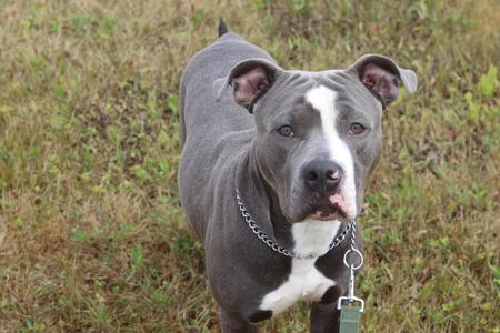 A gray and white pit bull terrier standing in a grassy field, wearing a chain collar with a leash attached.