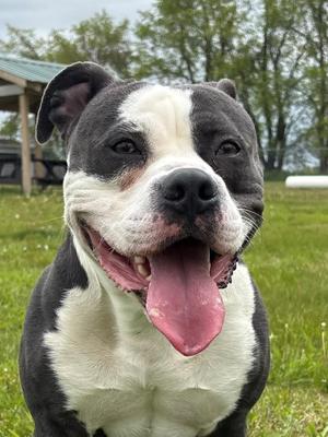 Walton, Mixed Breed, adult, available for adoption
