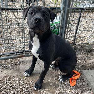 Legend, Akita, young, available for adoption