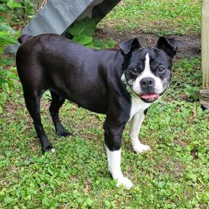 Mya, Terrier, Boston, senior, available for adoption