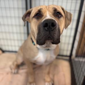 Lilo, Mastiff, senior, available for adoption