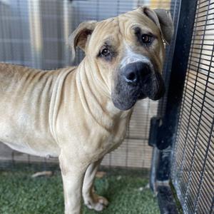Lilo, Mastiff, senior, available for adoption