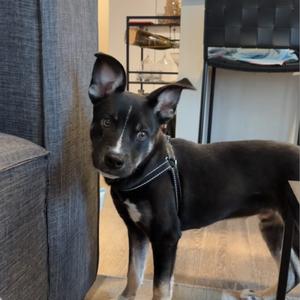 Batman, Husky, Siberian, available for adoption