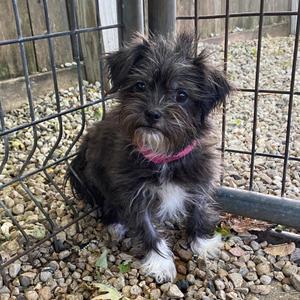 Iyo Sky, Shih Tzu, young, available for adoption