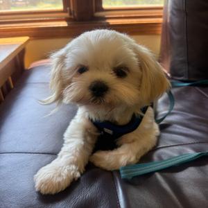 Barry, Shih Tzu, adult, available for adoption