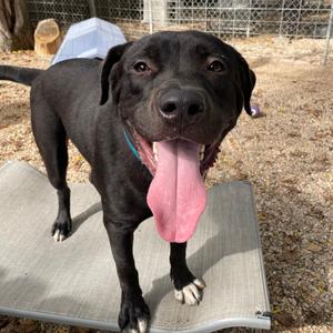 Smokey, Akita, young, available for adoption