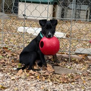 Gunnar, Retriever, Labrador, available for adoption