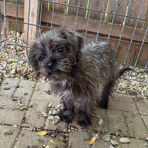 A small, shaggy dog with dark, wiry fur standing on a paved surface near a wire fence.