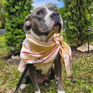Colby, Terrier, Pit Bull, adult, available for adoption