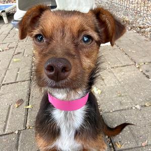 Lil Red, Terrier, Yorkshire, Yorkie, adult, available for adoption