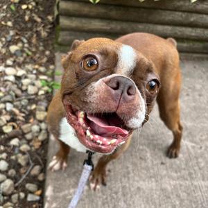 Petunia, Terrier, Boston, adult, available for adoption