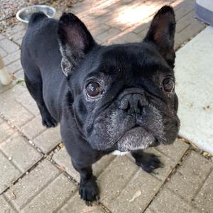 Tex, Bulldog, French, adult, available for adoption