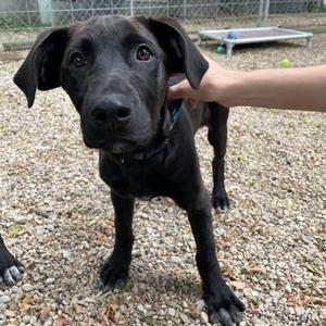 Frodo, Retriever, Golden, available for adoption
