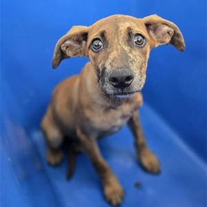 Taffy, Mixed Breed (Medium), available for adoption