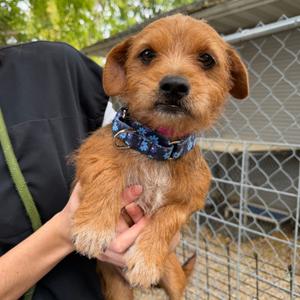 Marge, Terrier, Yorkshire, Yorkie, adult, available for adoption