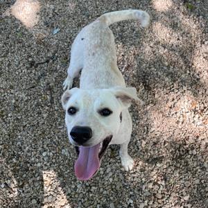 A white dog with a black nose and pink tongue is standing on a gravel surface, looking up with its ears perked and tail raised.