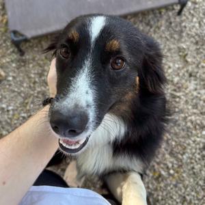 Sunday, Shepherd, Australian, young, available for adoption