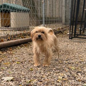 Miso, Shih Tzu, adult, available for adoption