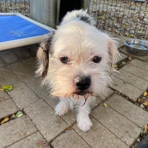 A small white dog with black patches on its ears and head, standing on a brick patio. The dog has a slightly scruffy coat and is looking directly at the camera. In the background, there is a blue plastic container and a metal bowl.