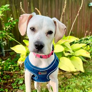 Hecate, Mixed Breed (Medium), young, available for adoption