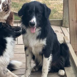 Hayes, Shepherd, Australian, adult, available for adoption