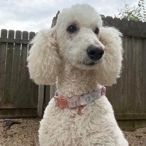 Kelli, Poodle, Standard, adult, available for adoption