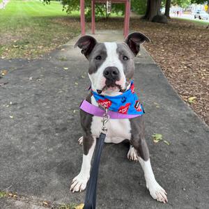A pit bull dog wearing a colorful bandana and a purple harness, sitting on a paved path in a park.