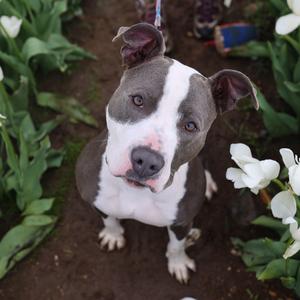 Sofi, Terrier, American Pit Bull, adult, available for adoption