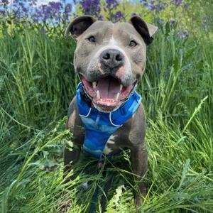 Julien, Terrier, American Pit Bull, adult, available for adoption