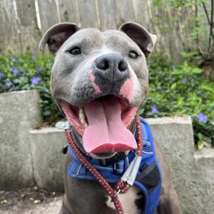 Julien, Terrier, American Pit Bull, adult, available for adoption