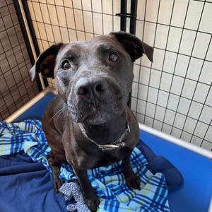 Lacey, Terrier, Pit Bull, adult, available for adoption