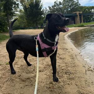 Petey, Mixed Breed (Large), adult, available for adoption