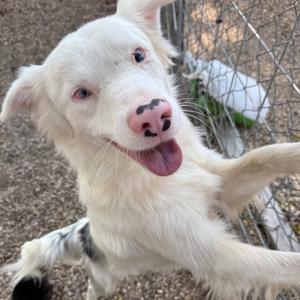 A white dog with black spots on its nose and ears, standing on its hind legs and reaching out with its front paws.