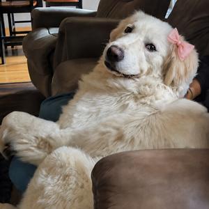 Beth, Pyrenees, Great, adult, available for adoption
