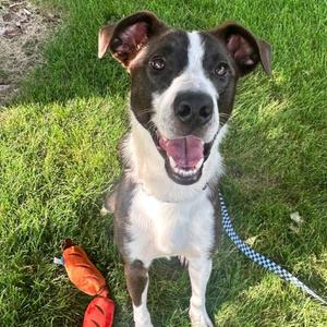 Simon, Mixed Breed (Medium), adult, available for adoption
