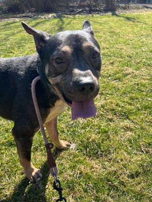 Gizmo, Pit Bull Terrier / Rottweiler, adult, available for adoption