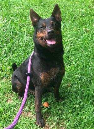 Wrangler, Australian Shepherd, adult, available for adoption