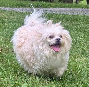 Dumplin, Shih Tzu, senior, available for adoption