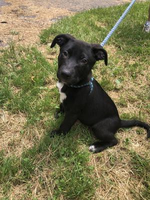 Feta, American Pit Bull Terrier, puppy, available for adoption