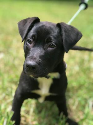 Gruyere, American Pit Bull Terrier, puppy, available for adoption