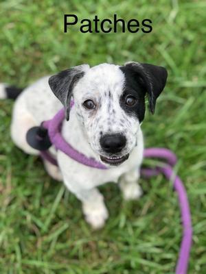 Patches, Beagle, young, available for adoption