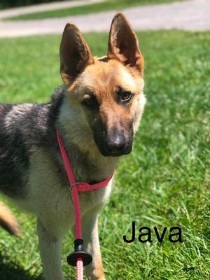 Java, German Shepherd Dog, adult, available for adoption