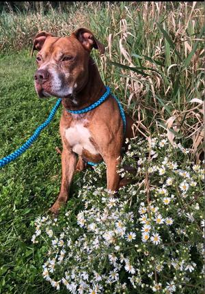 Trigger, American Pit Bull Terrier, senior, available for adoption