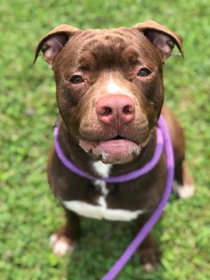 Edger, American Pit Bull Terrier, adult, available for adoption