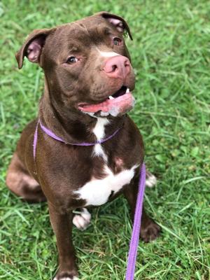 A brown and white dog sitting on grass with a purple leash