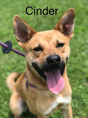Cinder, Yellow Labrador Retriever / Shepherd, adult, available for adoption