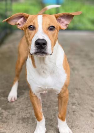 a brown and white dog standing on a concrete surface