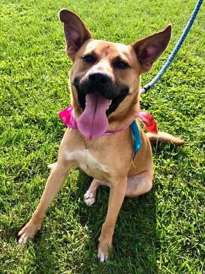 Timber, Yellow Labrador Retriever / Shepherd, adult, available for adoption
